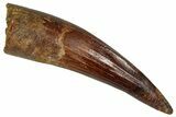 Fossil Spinosaurus Tooth - Real Dinosaur Tooth #350093-1